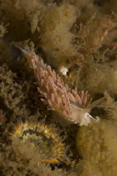 Nudibranch, St. Abbs head Scotland.
Nikon D70 with 60mm ... by Mike Clark 